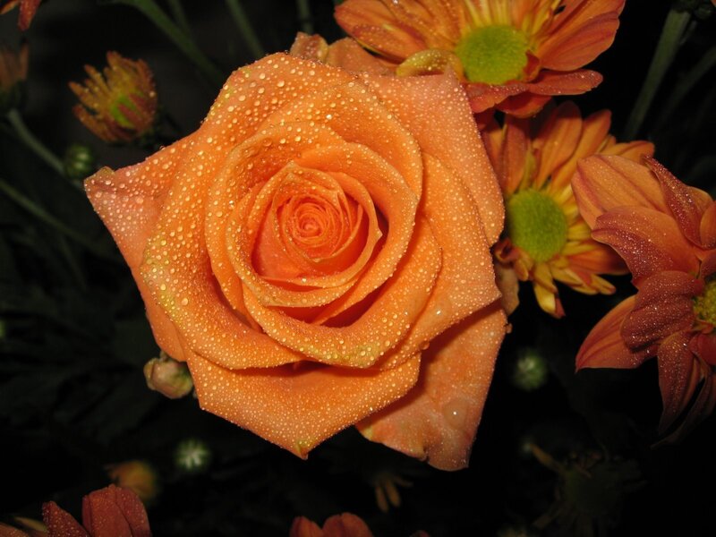 Orange Rose with Dew