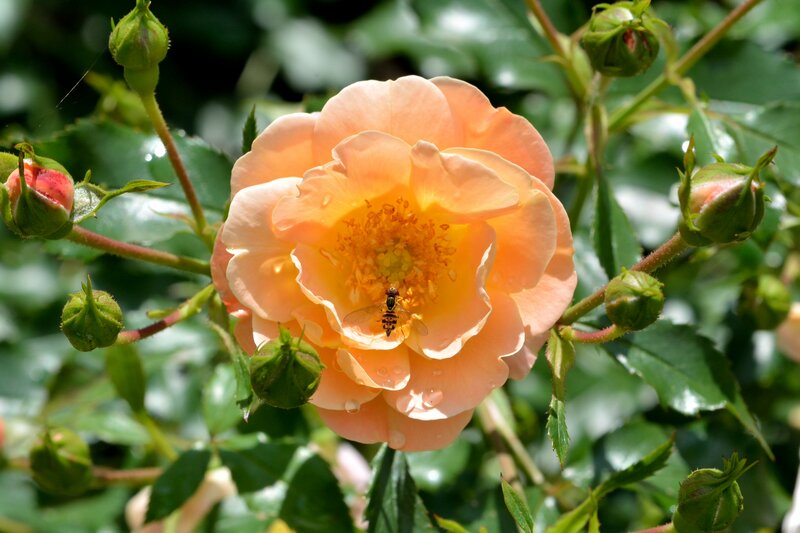 Orange Rose with Fly