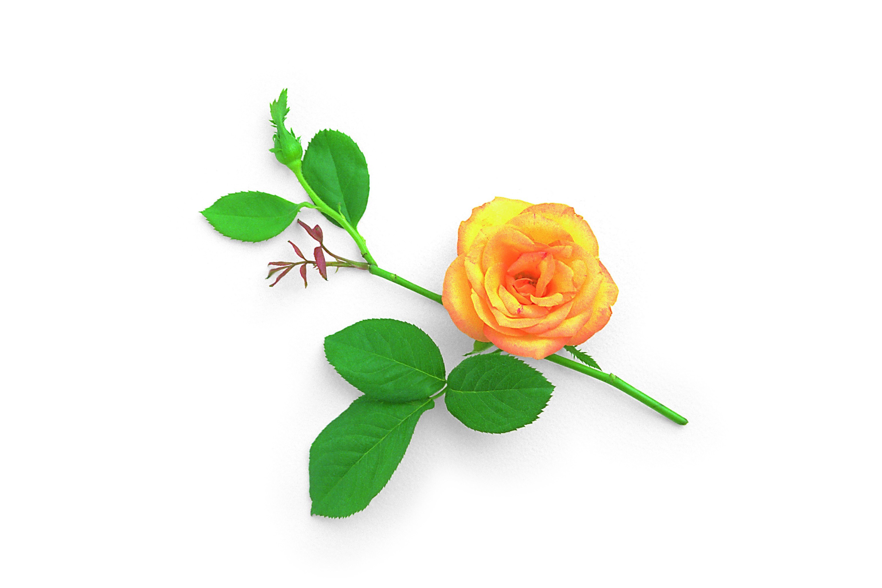 orange rose with green leaves