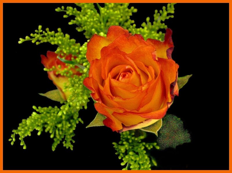 Orange rose with greenery