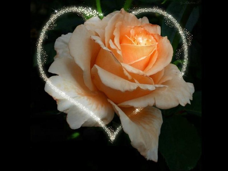 Orange Rose with Heart