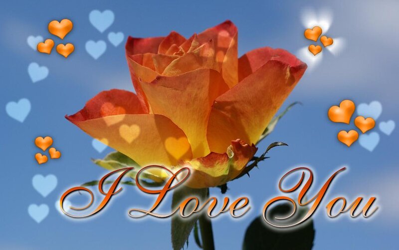 Orange Rose with Hearts