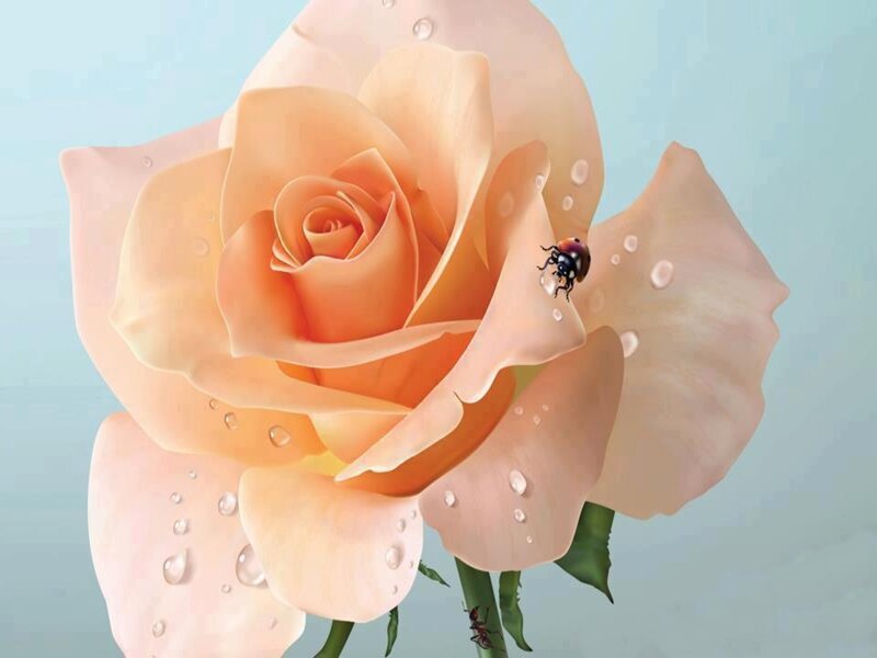 Orange Rose with Ladybug