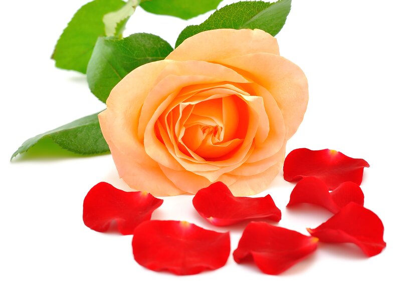Orange Rose with Petals