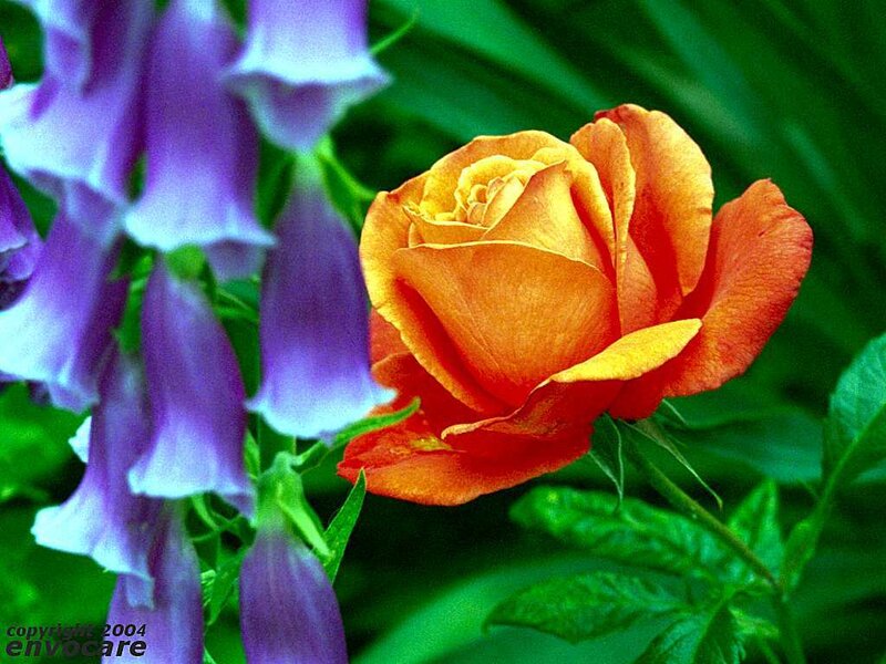 Orange rose with purple flowers
