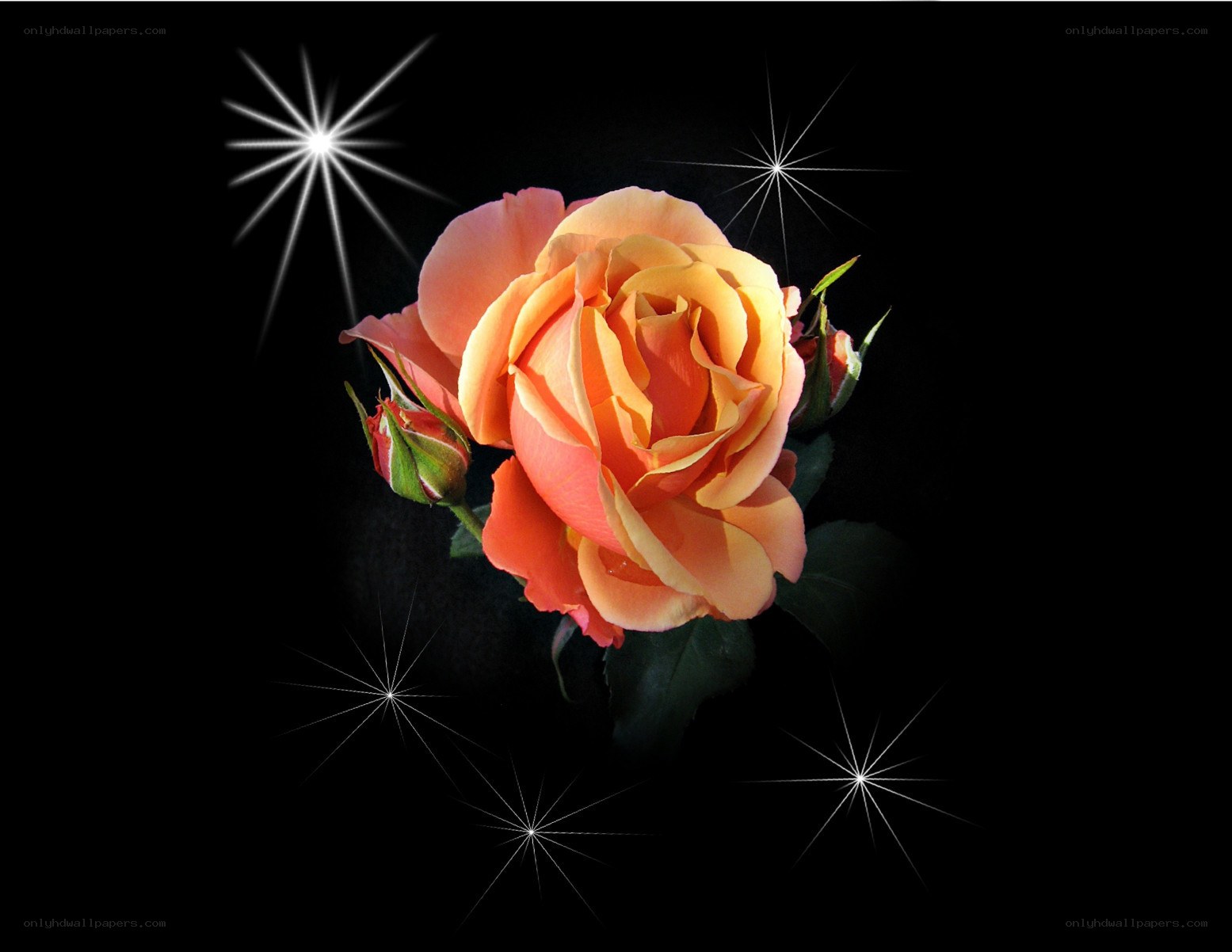 Orange rose with starbursts