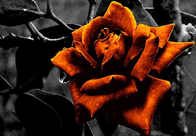 Orange Rose with Water Droplet