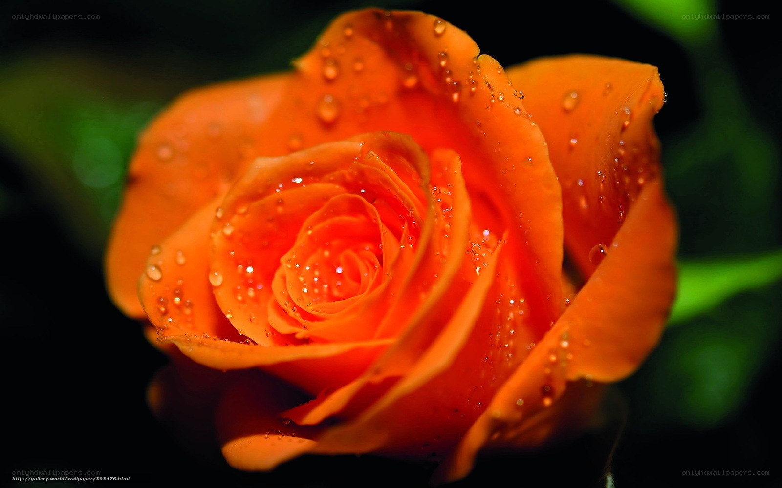 Orange rose with water droplets
