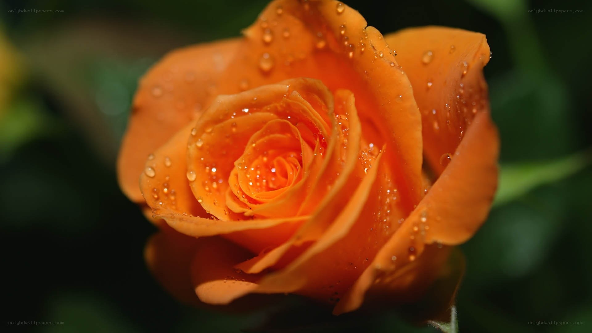 Orange rose with water droplets