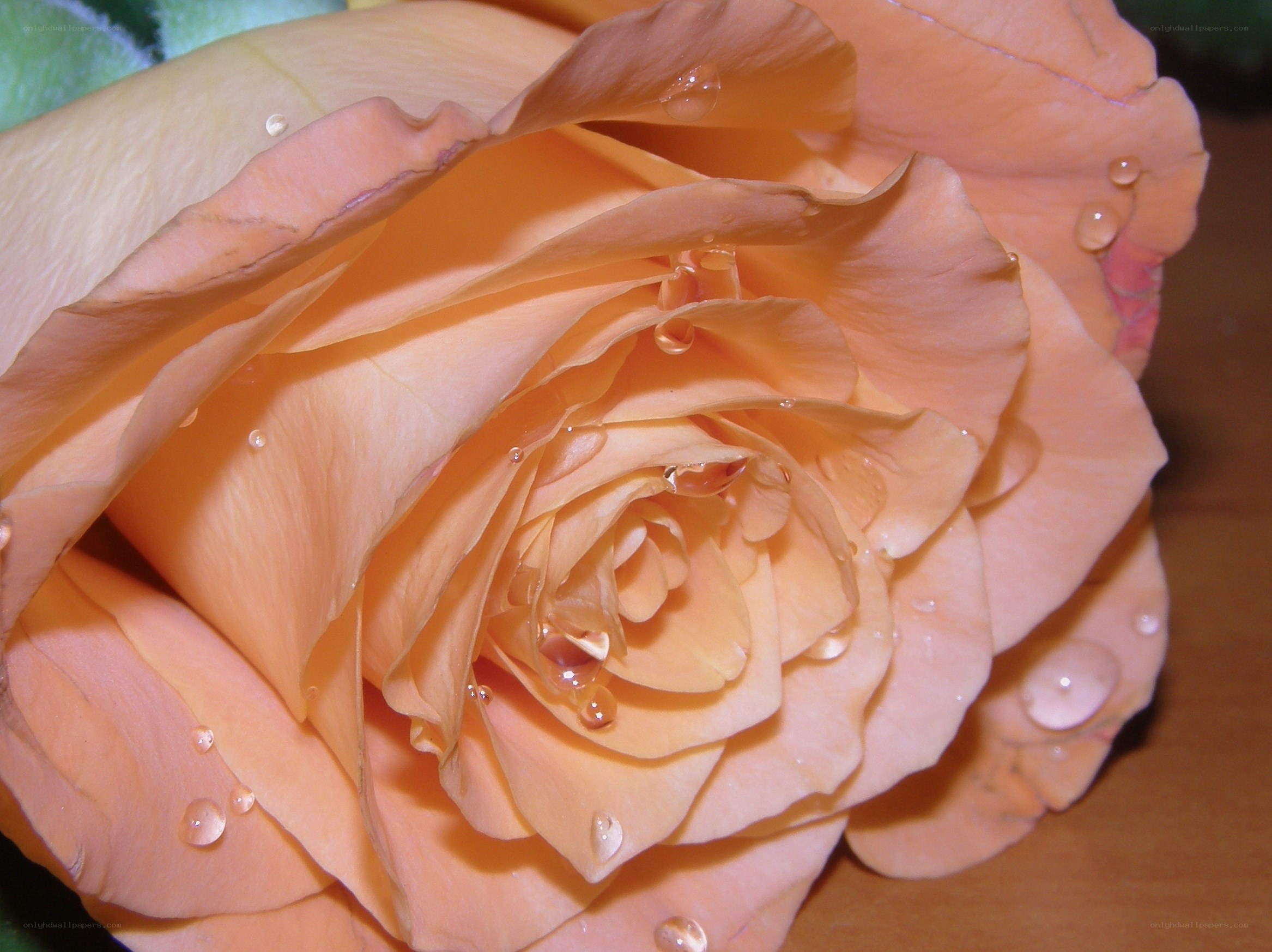 orange rose with water droplets