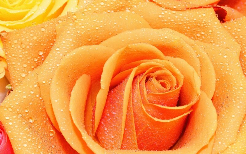 Orange rose with water droplets