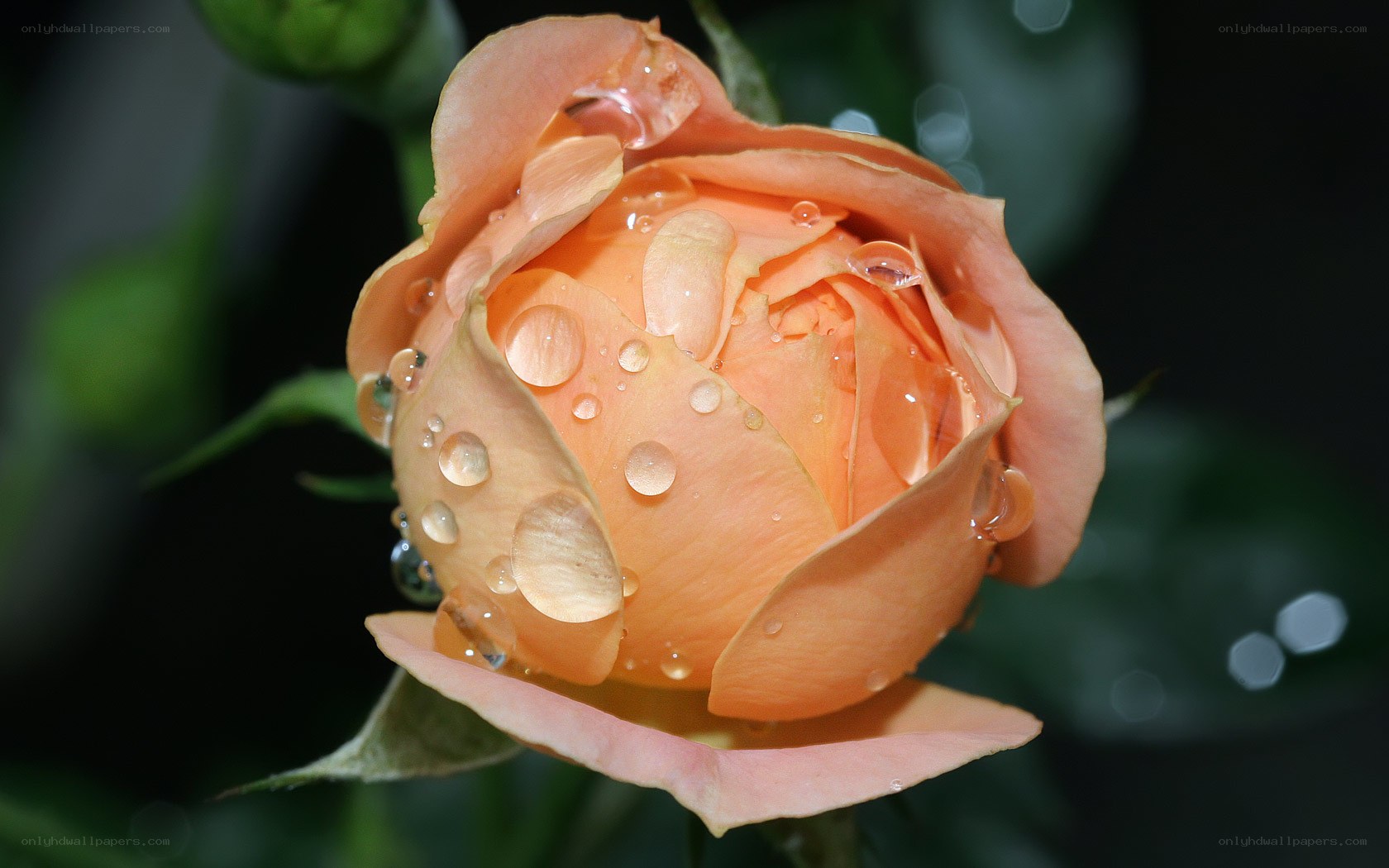 Orange rose with water droplets