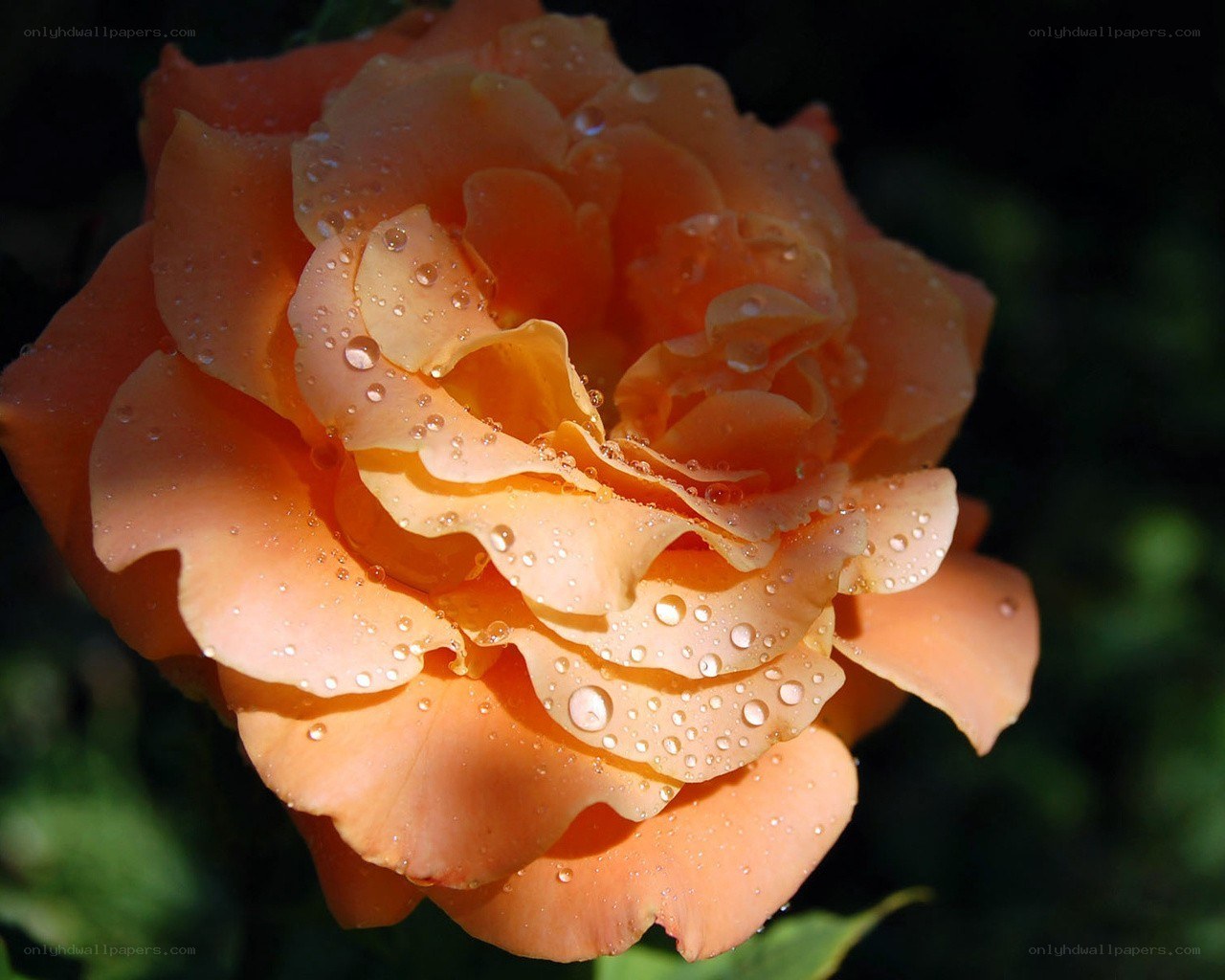 Orange rose with water droplets