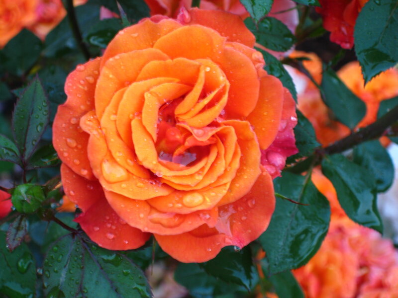 Orange rose with water droplets