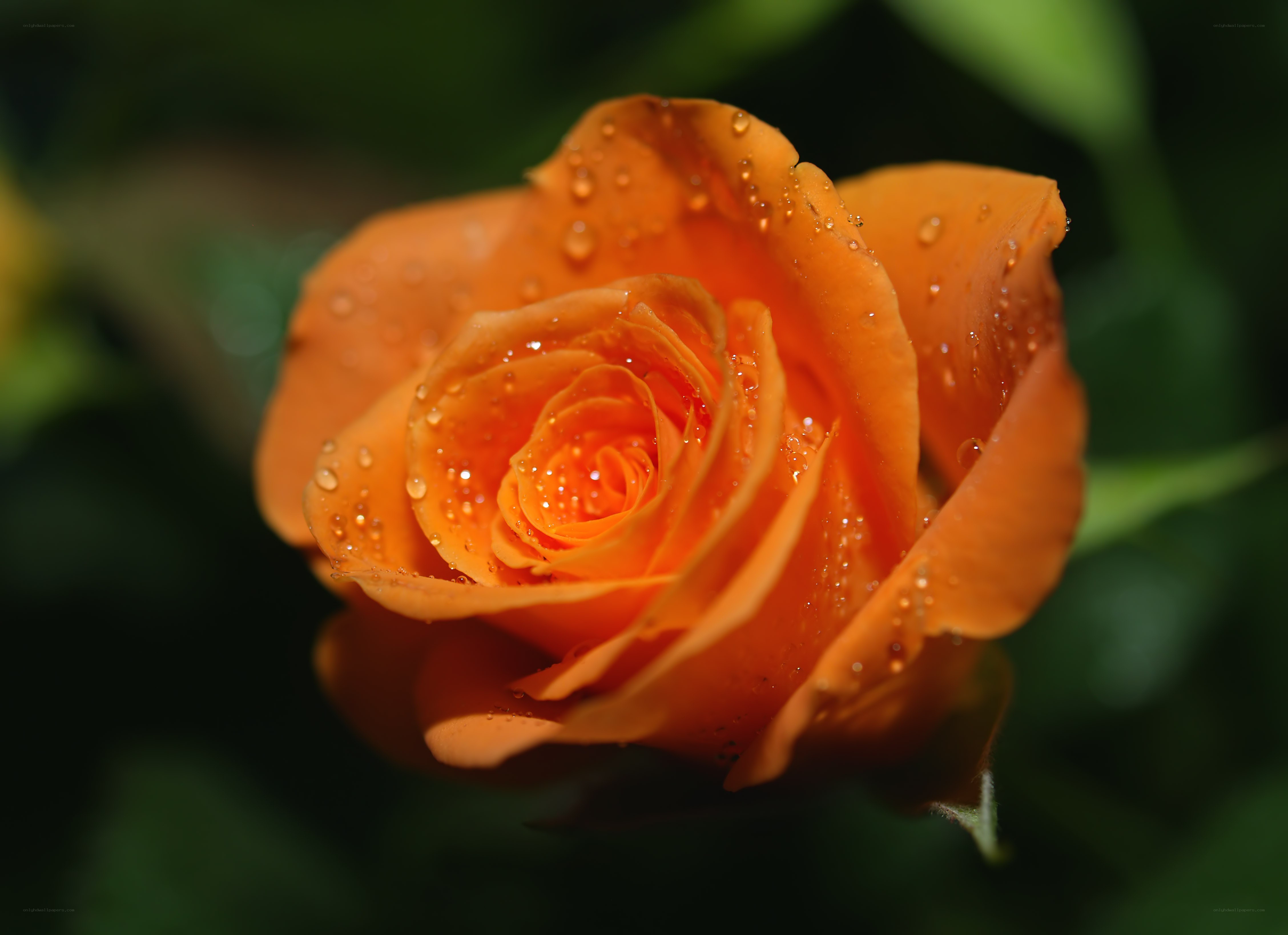 Orange rose with water droplets