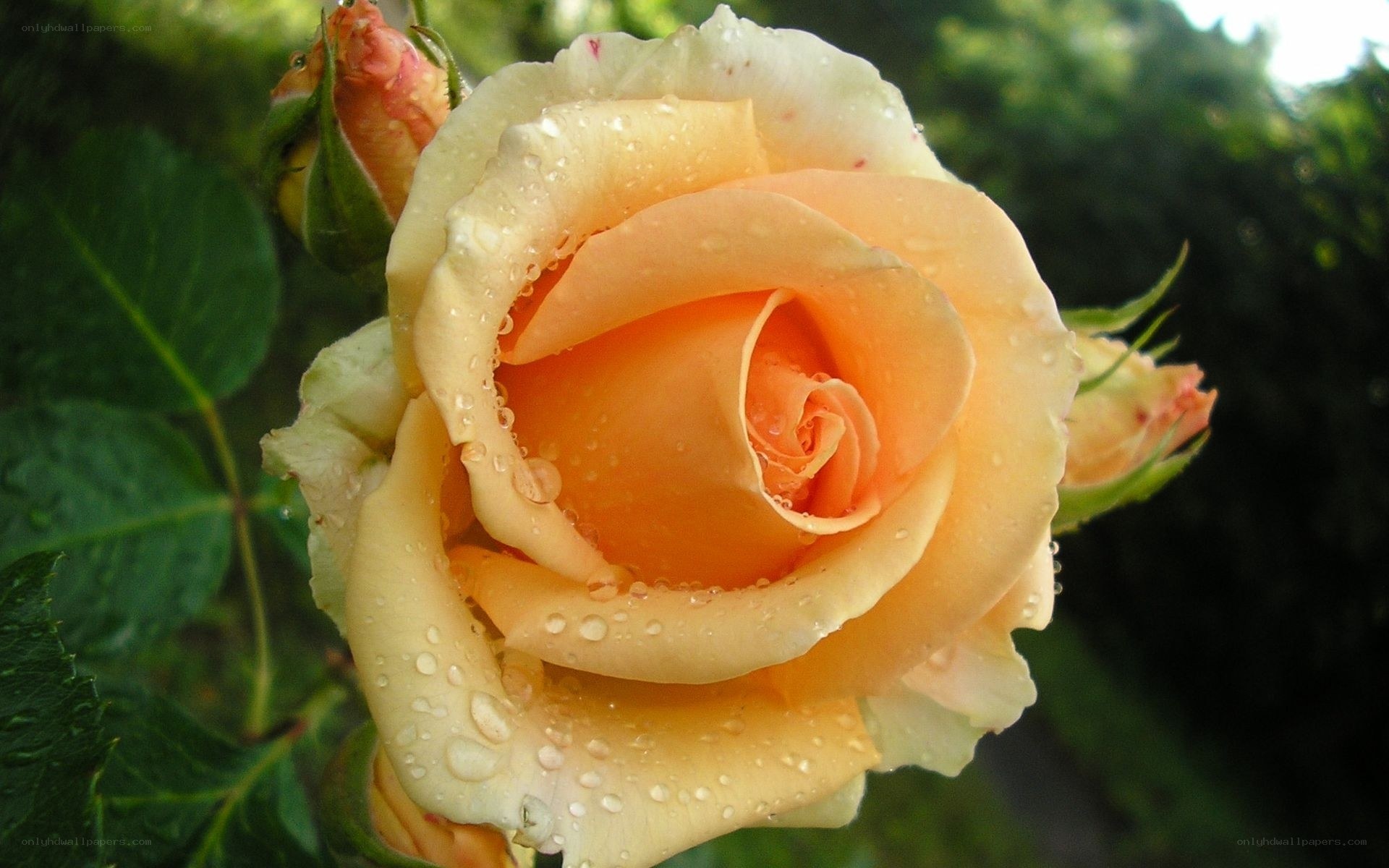 Orange rose with water droplets