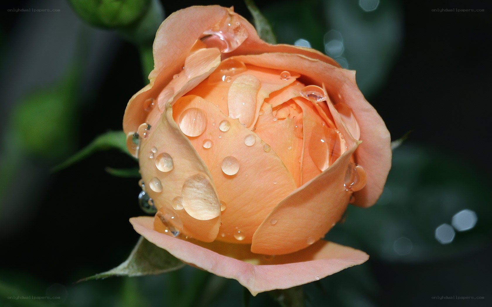 Orange rose with water droplets