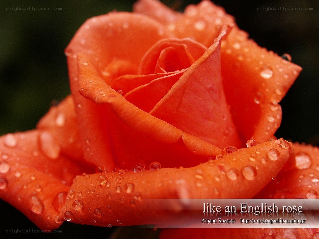 orange rose with water droplets