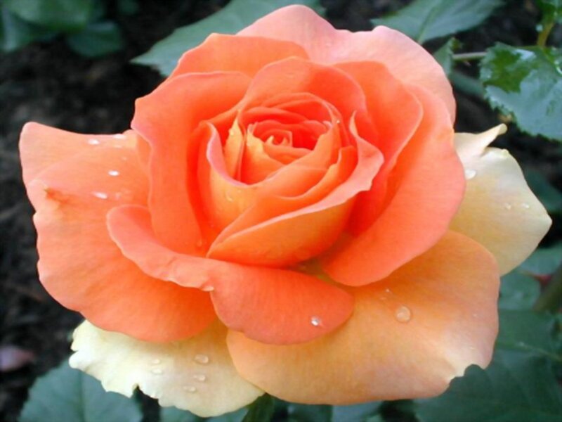 orange rose with water droplets