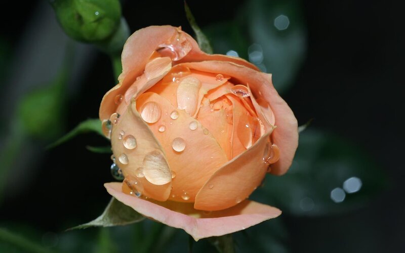 Orange rose with water droplets