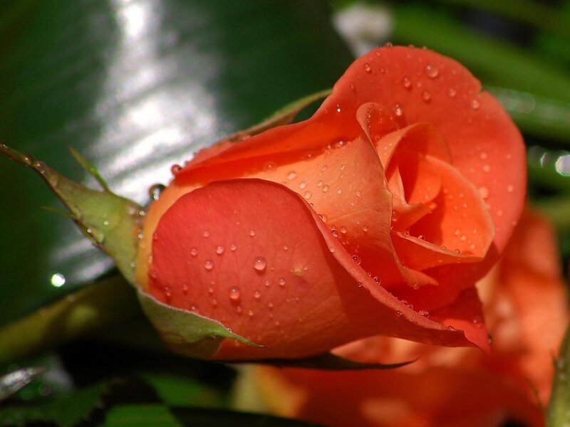 Orange rose with water droplets