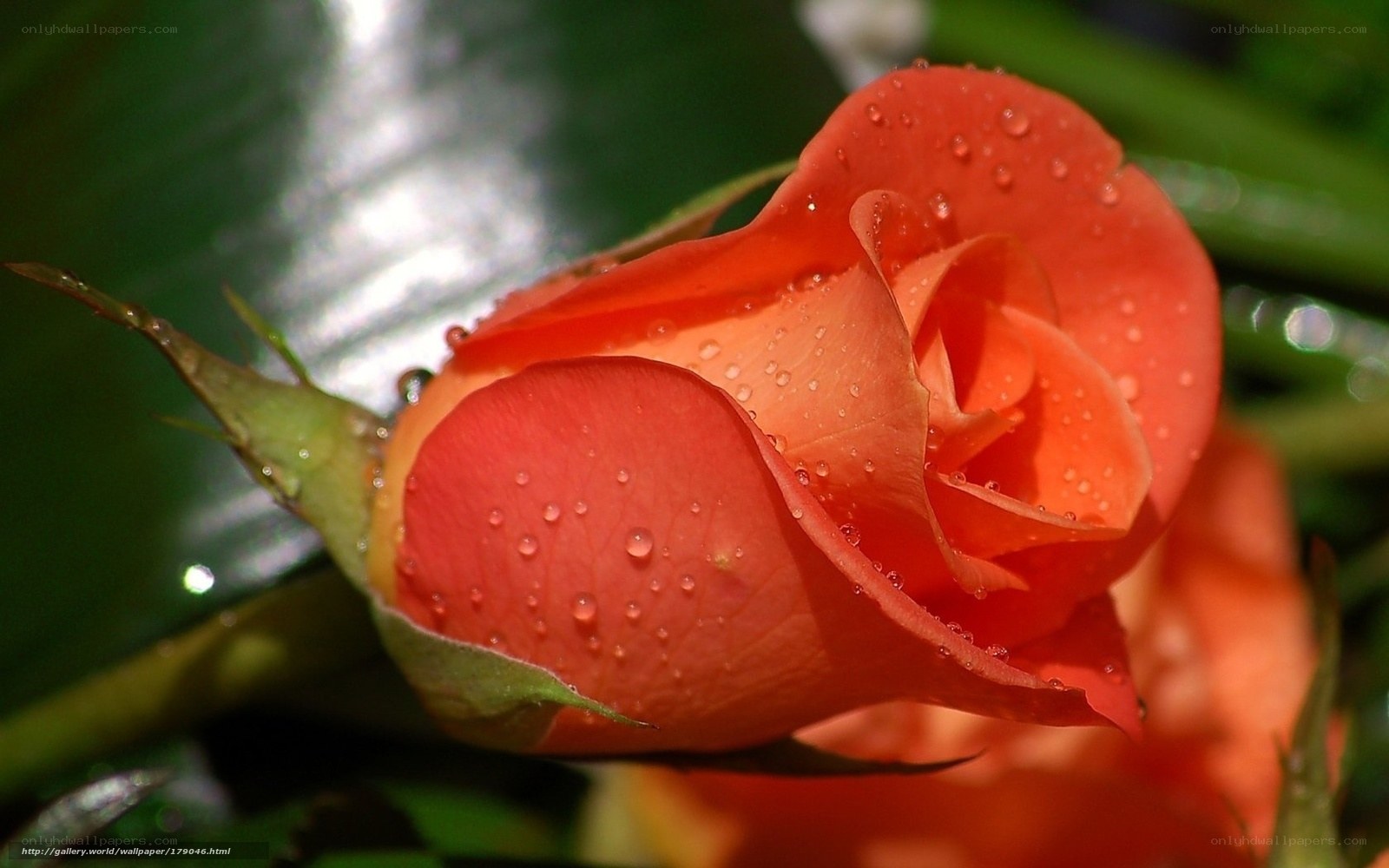 Orange rose with water droplets