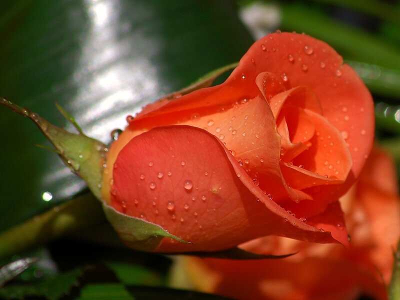 Orange rose with water droplets