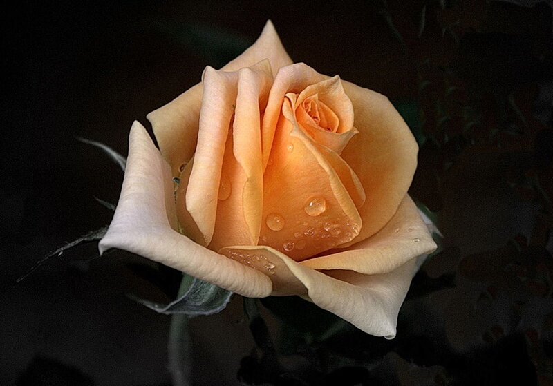 Orange rose with water droplets