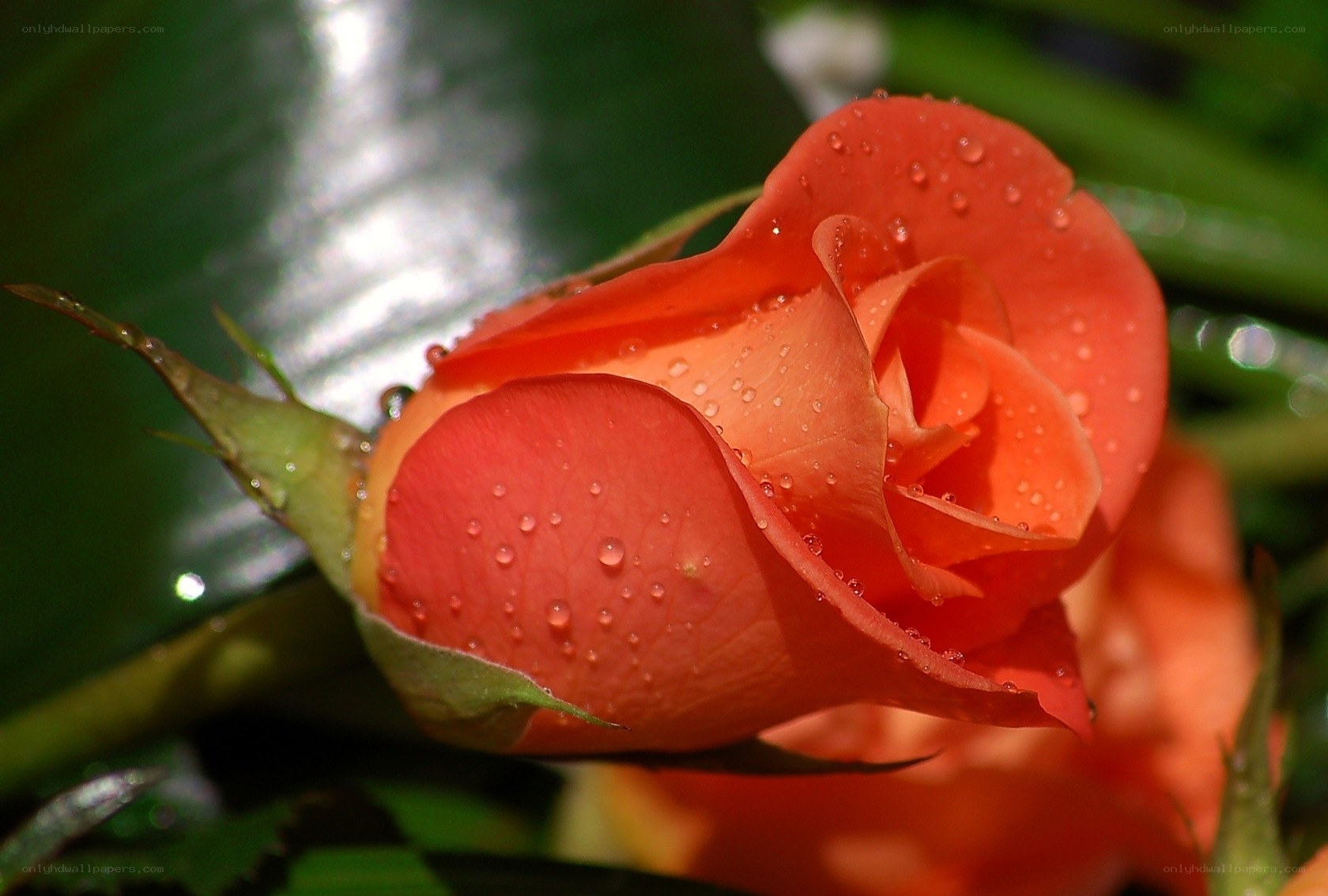 Orange rose with water droplets