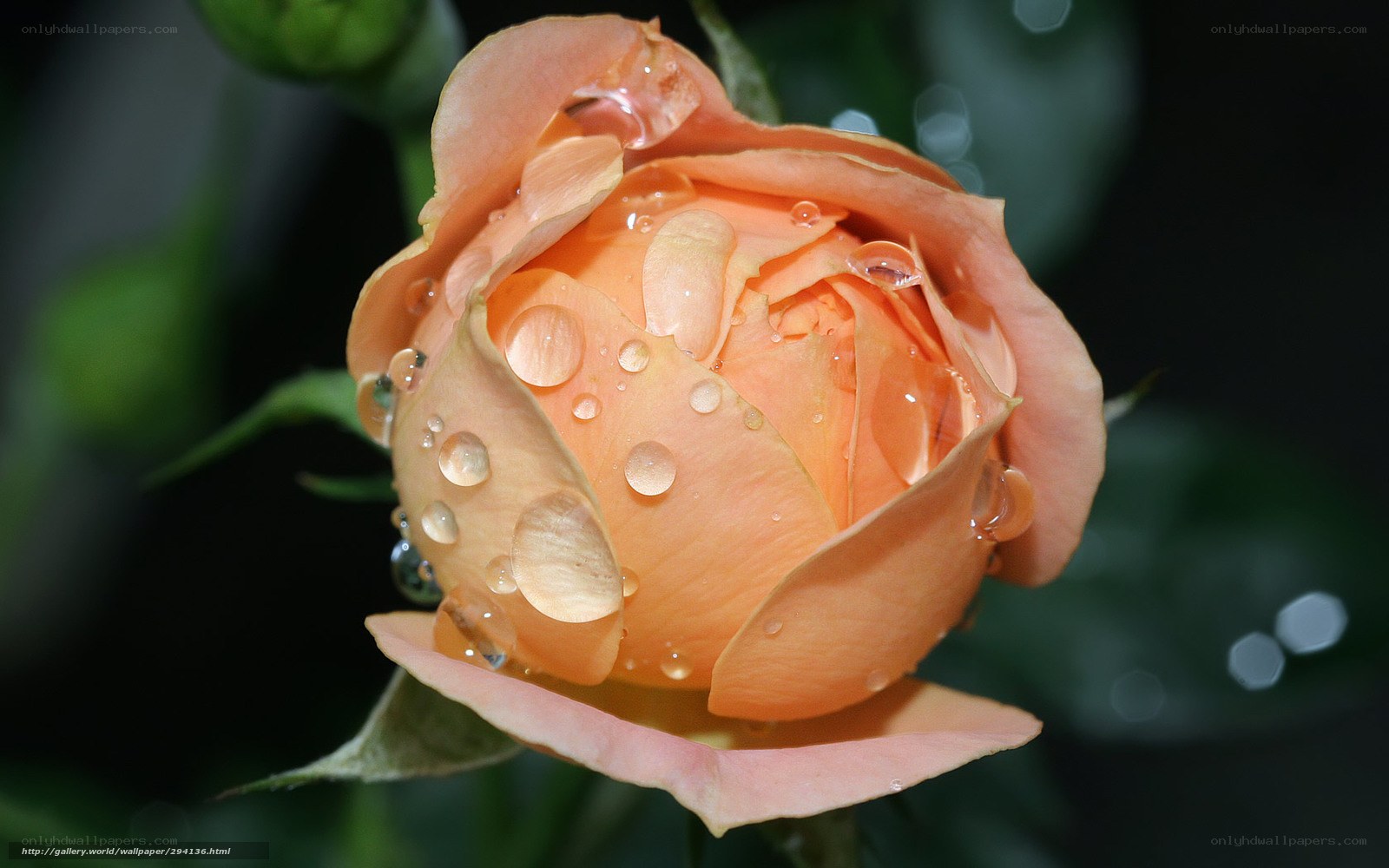 Orange rose with water droplets