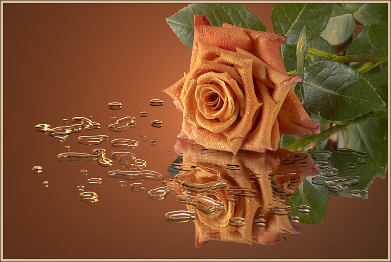Orange Rose with Water Droplets — Brown, Calm