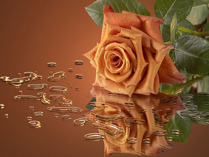 Orange Rose with Water Droplets — Brown, Serene, Photograph, Water Droplets