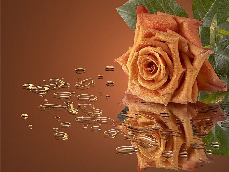 Orange Rose with Water Droplets — Brown, Serene