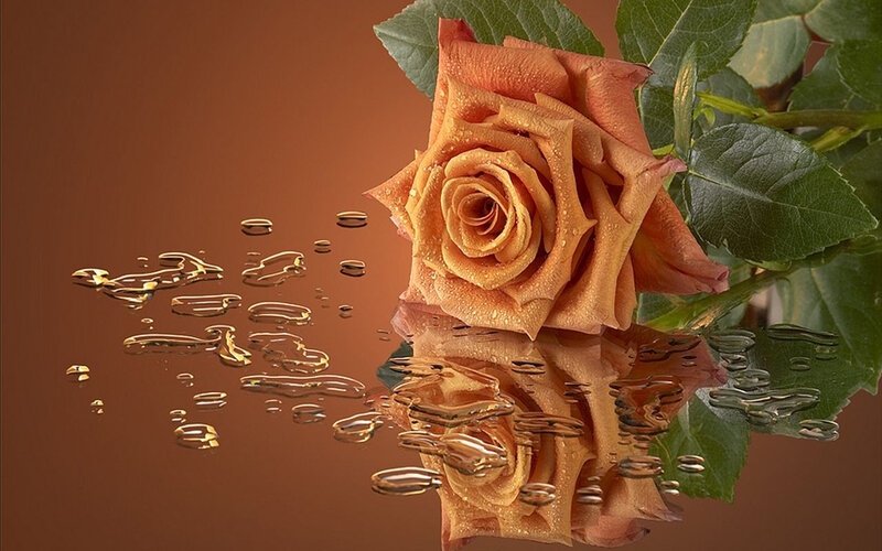 Orange Rose with Water Droplets — Brown