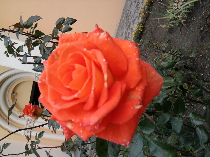 Orange Rose with Water Droplets — Calm, Afternoon
