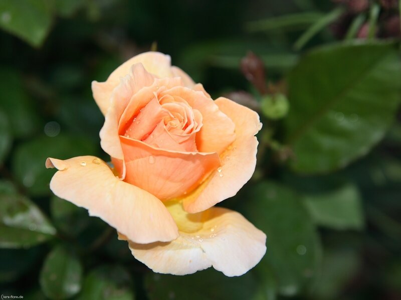 Orange Rose with Water Droplets — Calm, Morning, Photograph