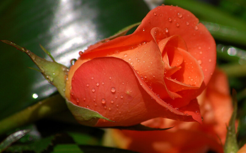 Orange Rose with Water Droplets — Calm, Morning