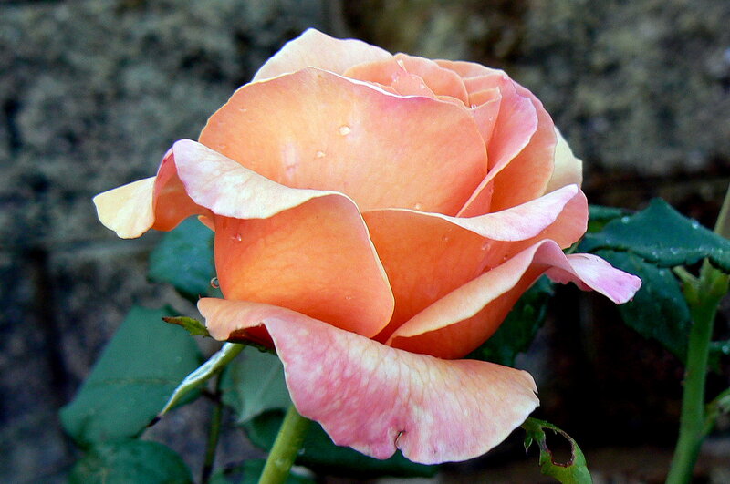 Orange Rose with Water Droplets — Calm, Photograph, Green Leaves