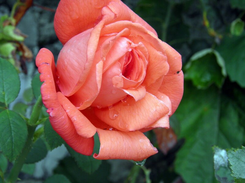 Orange Rose with Water Droplets — Calm, Photograph