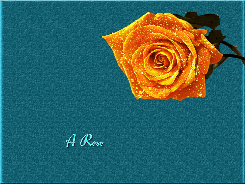 Orange Rose with Water Droplets — Calm, Photograph, Water Droplets, Stem