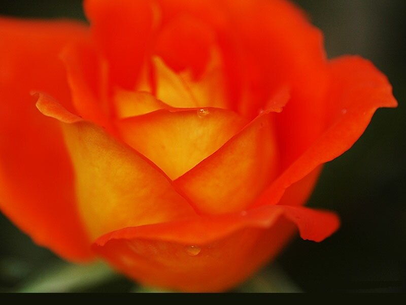 Orange Rose with Water Droplets — Calm, Photograph, Water Droplets