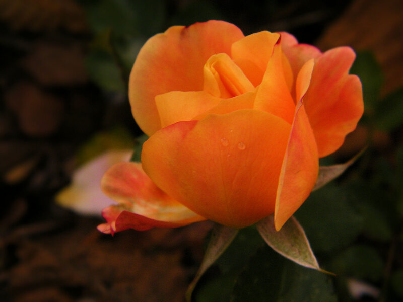 Orange Rose with Water Droplets — Calm, Sunset