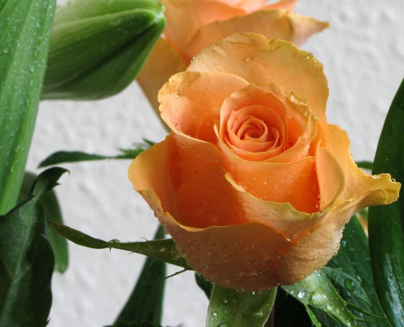 Orange Rose with Water Droplets — Calm