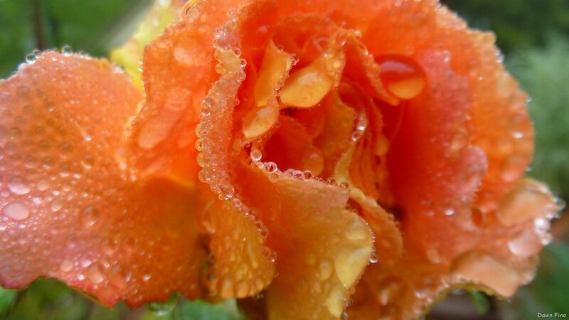 Orange Rose with Water Droplets — Damp