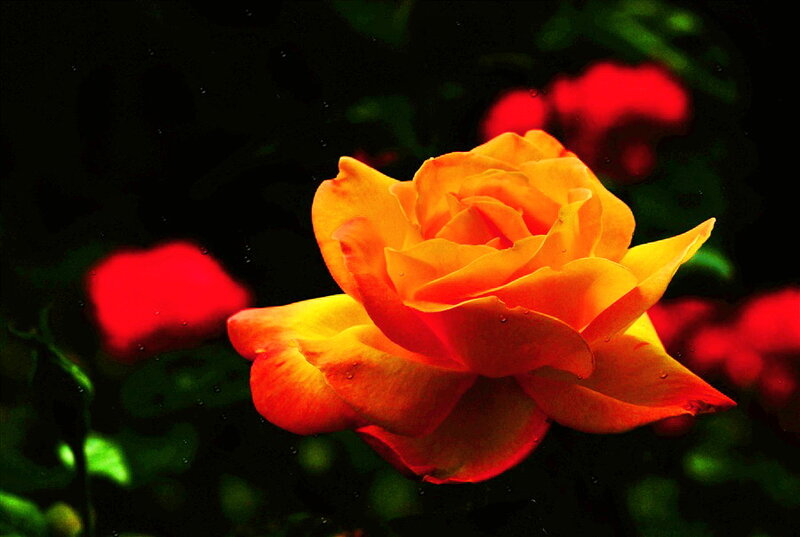 Orange Rose with Water Droplets — Dramatic, Night, Photograph, Red Flowers