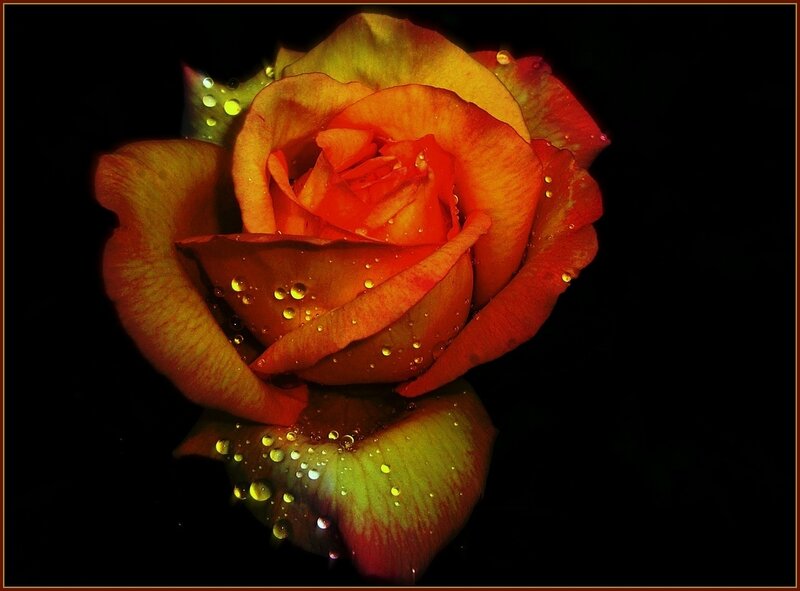 Orange Rose with Water Droplets — Dramatic, Night, Photograph