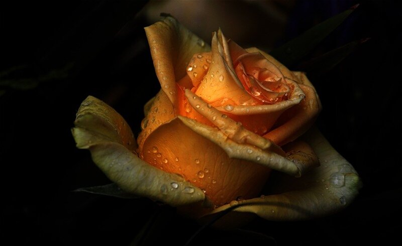 Orange Rose with Water Droplets — Dramatic, Night, Photograph, Water Droplets, Dark Background