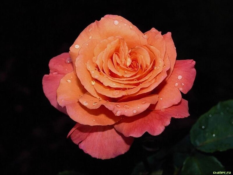 Orange Rose with Water Droplets — Dramatic, Night, Photograph, Water Droplets, Green Leaf