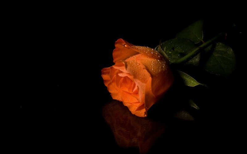 Orange Rose with Water Droplets — Dramatic, Night, Photograph, Water Droplets, Green Leaves