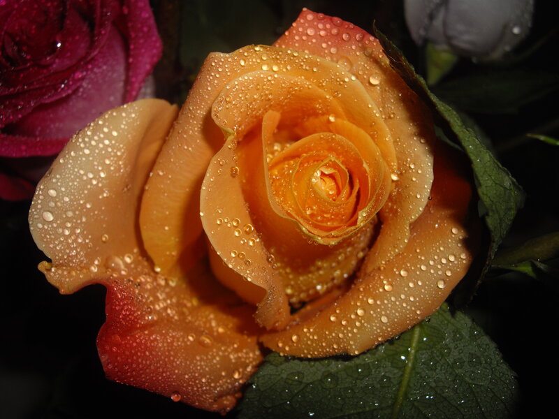 Orange Rose with Water Droplets — Dramatic, Night